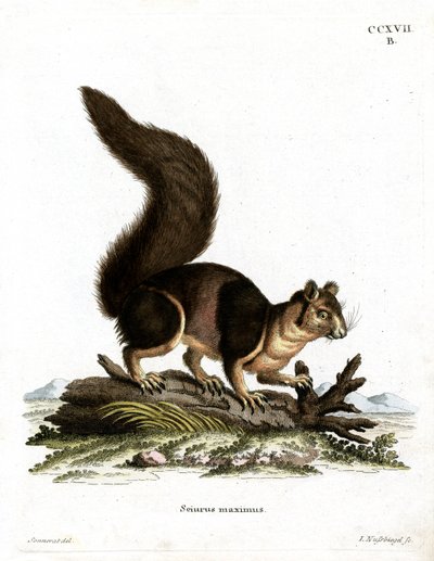 Ardilla Gigante India de German School