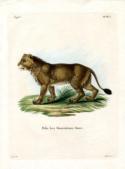 León indio de German School
