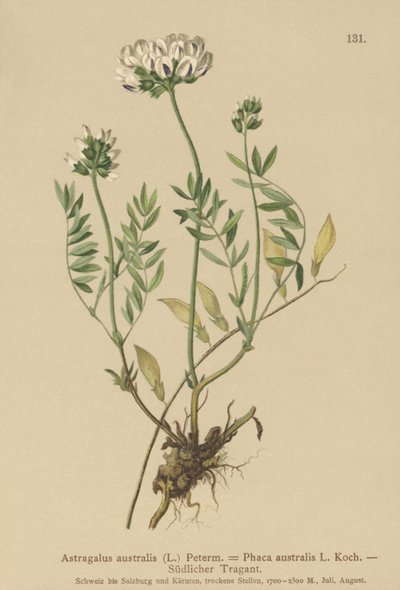 Astrágalo indio (Astragalus australis, Astragalus aboriginum, Phaca australis) de German School