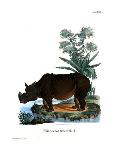 Rinoceronte Indio de German School