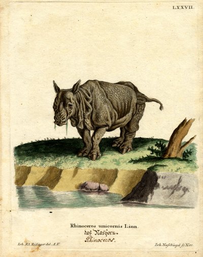 Rinoceronte Indio de German School