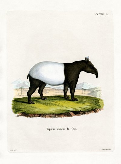 Tapir Indio de German School
