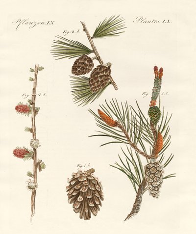 Bosques de coníferas indígenas de German School