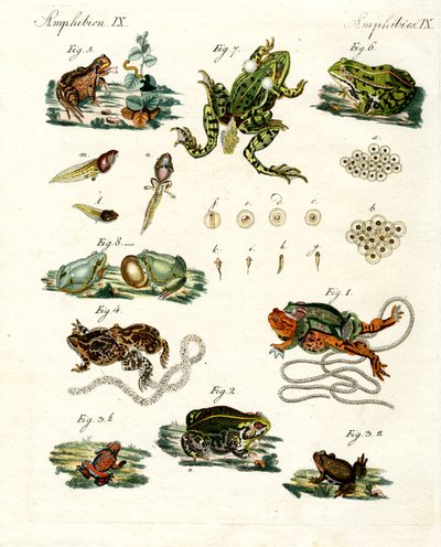 Ranas y sapos indígenas de German School