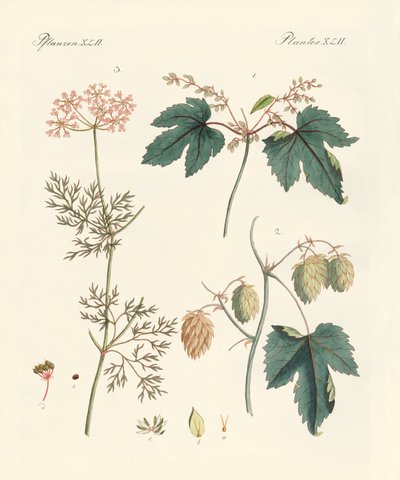 Plantas especias indígenas de German School