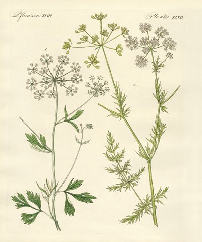 Plantas de especias indígenas de German School