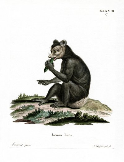 Indri de German School