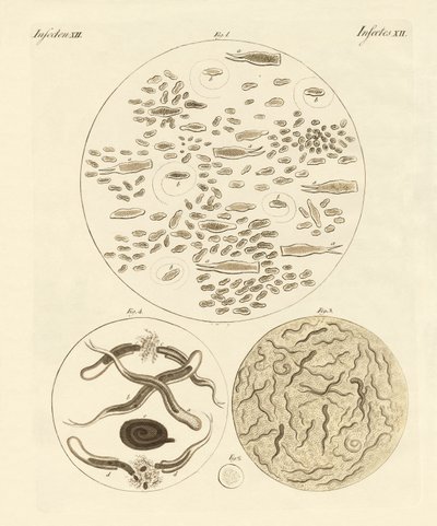 Animales de infusión de German School