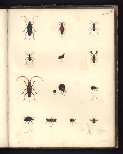 Insecta, Pl. XVI, ilustración de Recueil d