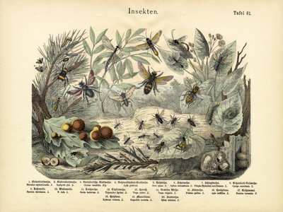 Insectos, c.1860 de German School