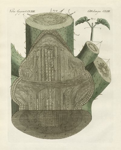 Agujero interno de la planta de frijol común (grabado coloreado) de German School