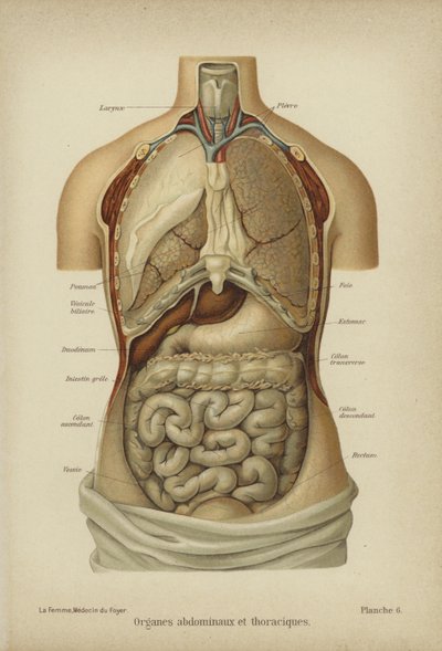 Órganos internos del abdomen y tórax de German School