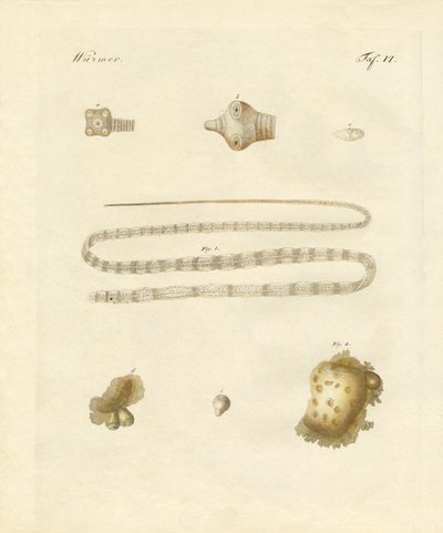 Gusanos intestinales de German School