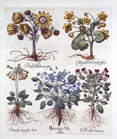 Ipheion Rolf Fiedler, estrella de primavera, caléndula de pantano, pseudo eléboro, viola tricolor y prímula, de Hortus Eystettensis, por Basil Besler, pub. 1613 de German School