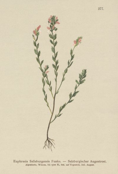 Eufrasia irlandesa (Euphrasia Salisburgensis) de German School