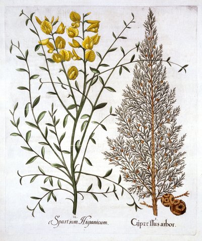 Ciprés italiano y retama española, de Hortus Eystettensis, por Basil Besler, pub. 1613 de German School