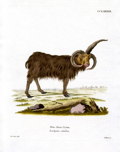 Oveja Jacob de German School