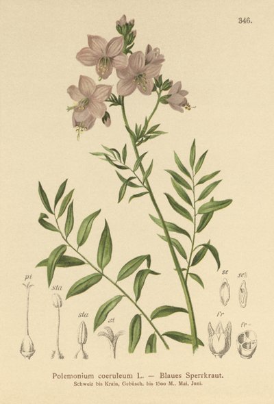 Escalera de Jacob (Polemonium coeruleum, Polemonium caeruleum) de German School