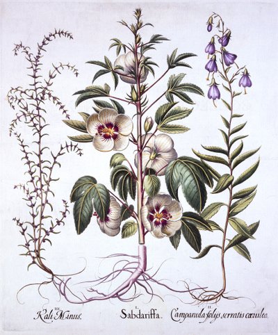 Jamaica Sorrel, Campanilla y Salicornia Espinosa, de Hortus Eystettensis, por Basil Besler, pub. 1613 de German School
