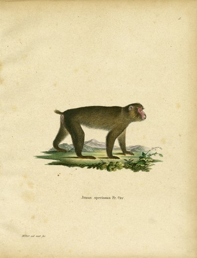 Macaco japonés de German School