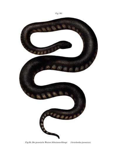 Serpiente de archivo de Java de German School
