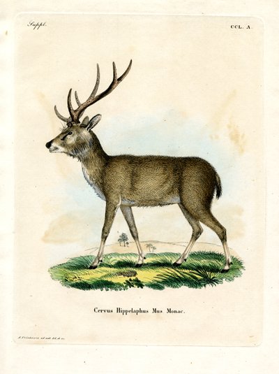Rusa de Java de German School