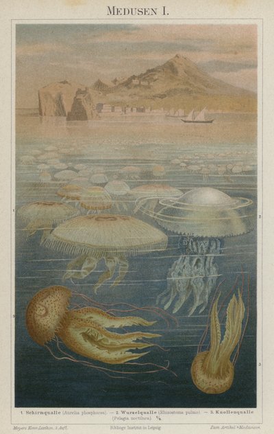 Medusas de German School