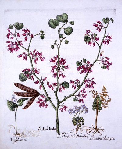 Árbol de Judas, Lirio de Mayo, Lunaria, Hepática, de Hortus Eystettensis, por Basil Besler, pub. 1613 de German School