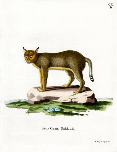 Gato de Jungla de German School