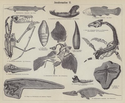 Fósiles jurásicos de German School