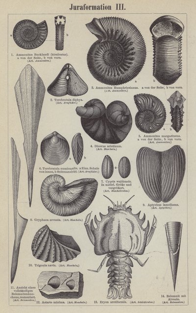 Fósiles jurásicos (grabado) de German School