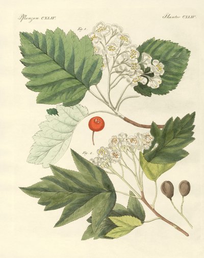 Tipos de madera alemana de German School