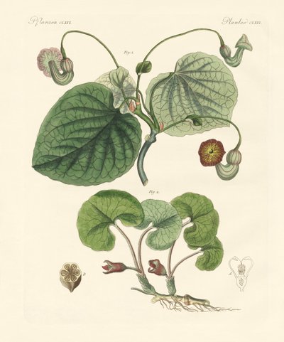 Tipos de plantas aristolochia de German School