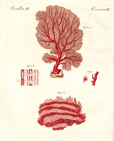 Tipos de corales de German School