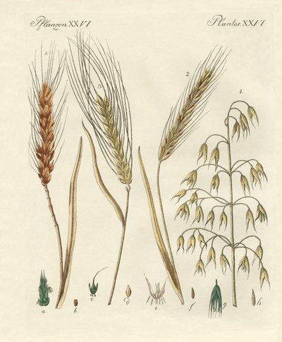 Tipos de grano de German School