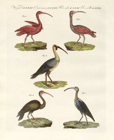 Tipos de ibis de German School