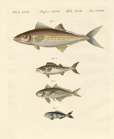 Tipos de caballas de German School