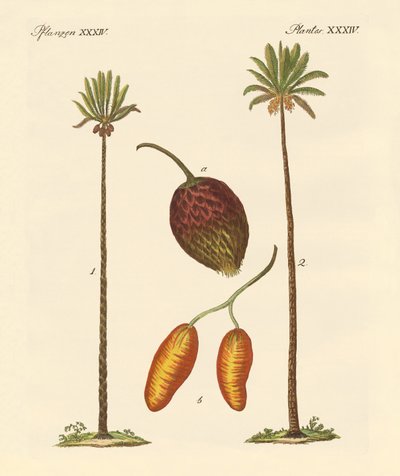 Tipos de palmeras de German School