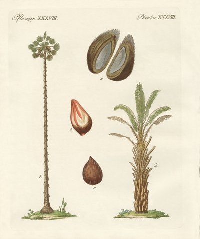 Tipos de palmeras de German School