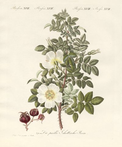 Tipos de rosas de German School