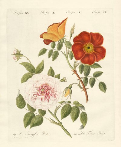 Tipos de rosas de German School