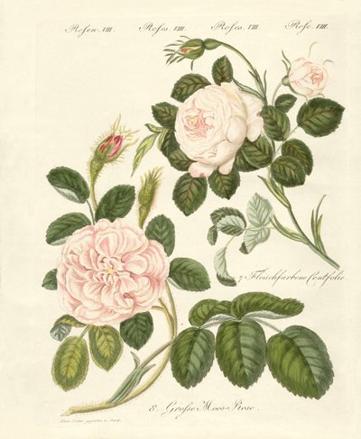 Tipos de rosas de German School