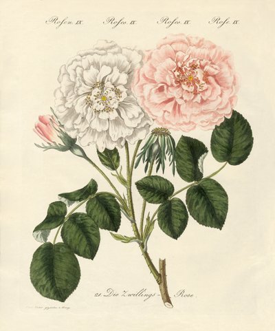 Tipos de rosas de German School