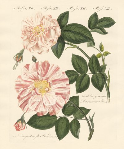 Tipos de rosas de German School