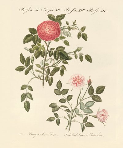 Tipos de rosas de German School