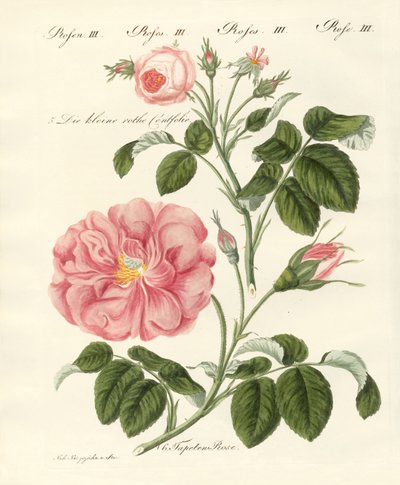 Tipos de rosas de German School