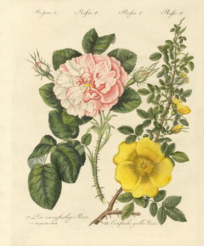 Tipos de rosas de German School