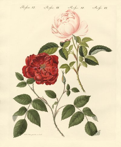 Tipos de rosas de German School