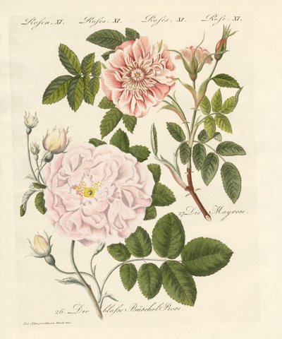 Tipos de rosas de German School