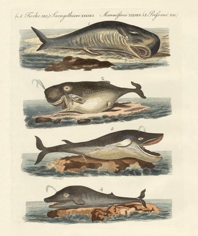 Tipos de ballenas de German School